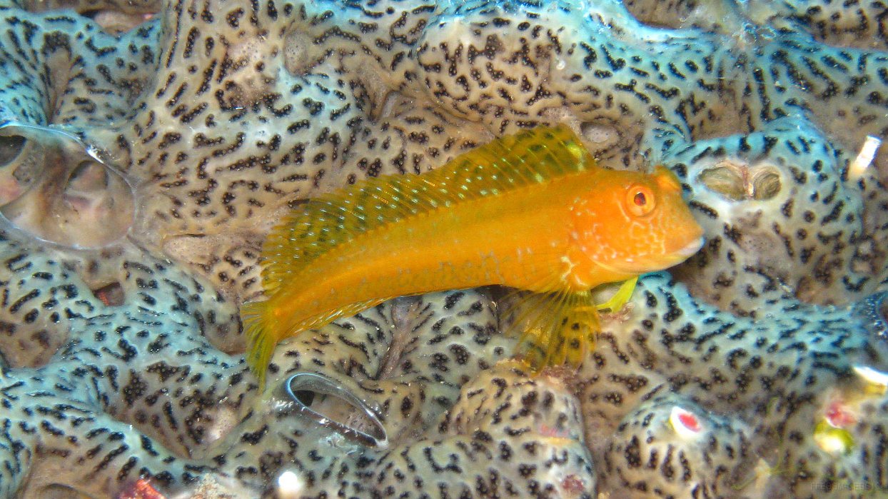 111 Blennie pilicorne (Parablennius pilicornis).JPG - Blennie pilicorne (Parablennius pilicornis) : Coloration très variable : jaune, noire, chinée